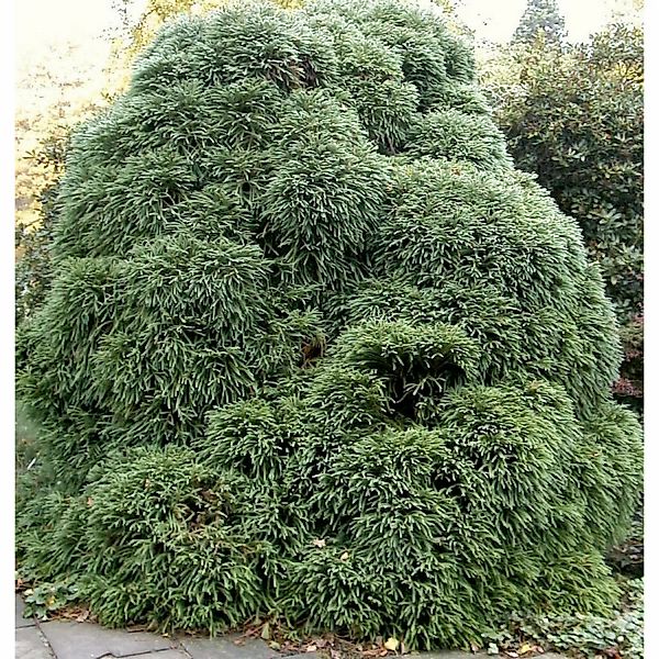 Japanische Sicheltanne Monstrosa Nana 30-40cm - Cryptomeria japonica günstig online kaufen
