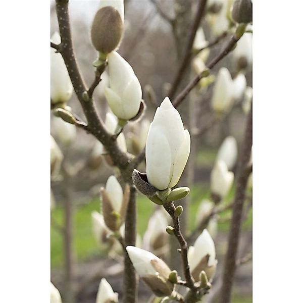Magnolia Denudata Yulan-Magnolie Cremeweiß 80–100 cm günstig online kaufen