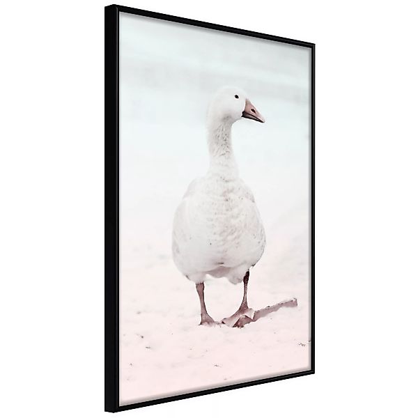 Poster - Walking Goose günstig online kaufen
