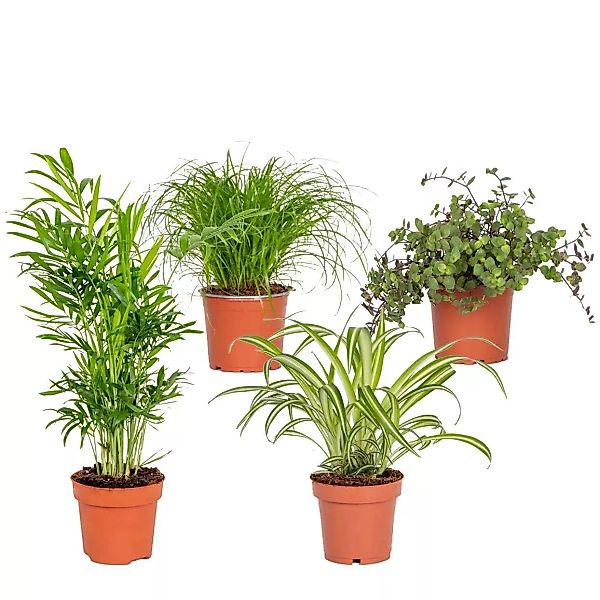 Casa Caron | Set mit 4 Zimmerpflanzen Cyperus günstig online kaufen