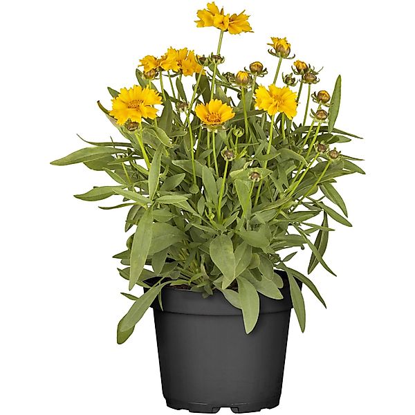GROW by OBI Großblumiges Mädchenauge Topf-Ø ca. 13 cm Coreopsis günstig online kaufen