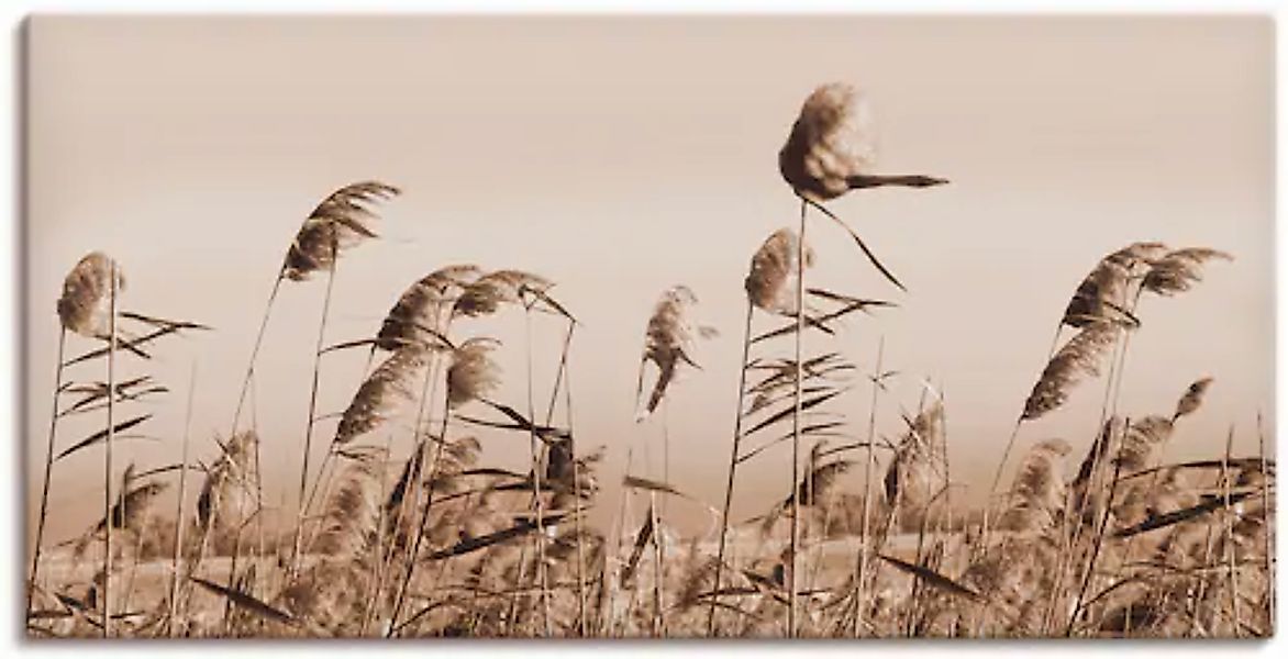 Artland Wandbild »Gräser« Gräser 1 Stk. tlg. als Alubild, Outdoorbild, Lein günstig online kaufen