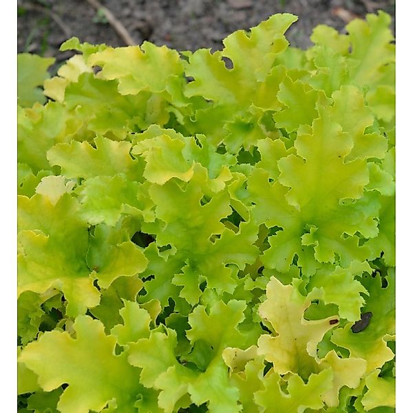 Zottiges Silberglöckchen - Heuchera villosa günstig online kaufen