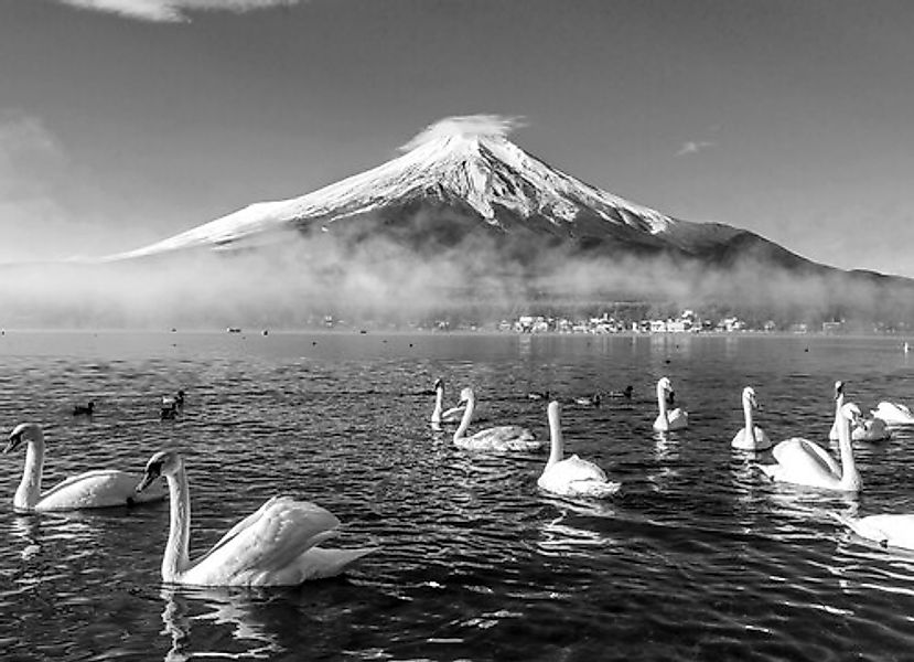 Papermoon Fototapete »Mount Fuji mit Schwänen Schwarz & Weiß« günstig online kaufen