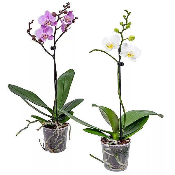 Casa Caron | Set mit 2 Schmetterlingsorchideen günstig online kaufen