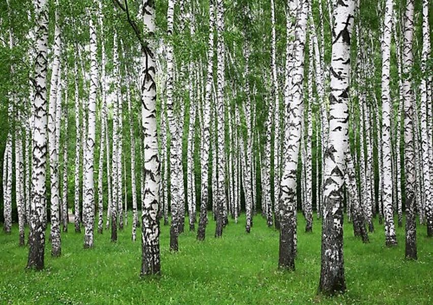 Papermoon Fototapete »Summer Birch Forest« günstig online kaufen