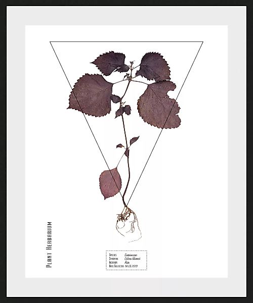 queence Bild »Lamiaceae«, (1 St.) günstig online kaufen