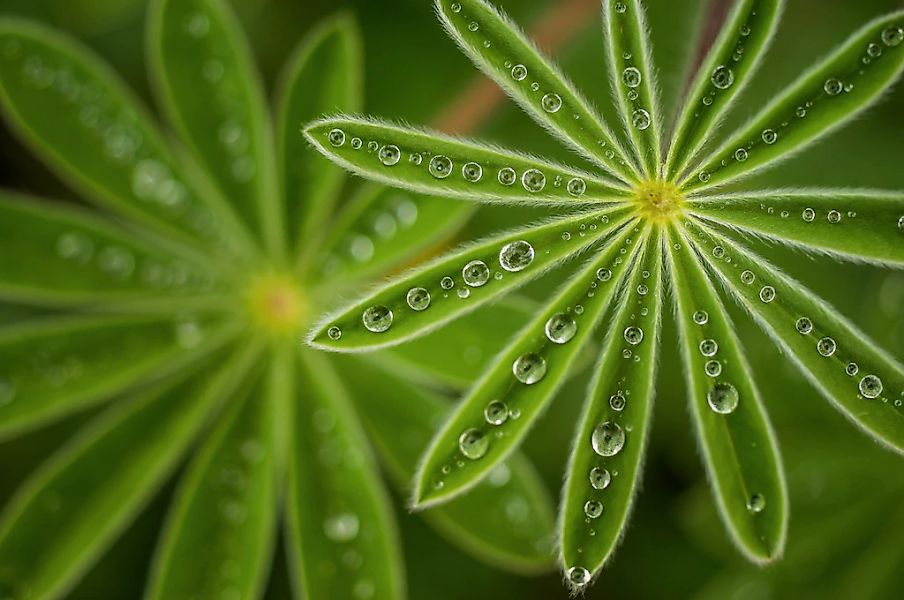 Papermoon Fototapete "Photo-Art JOSHUA RAIF, PERLIGE LUPINE" günstig online kaufen