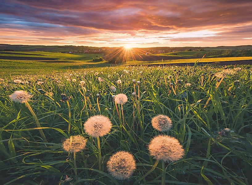 Ravensburger Puzzle power of nature, Pusteblumen günstig online kaufen