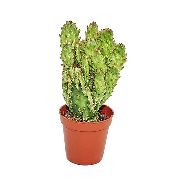 Exotenherz Opuntia Monacantha Variegata Kleine Pflanze im 5,5cm Topf günstig online kaufen