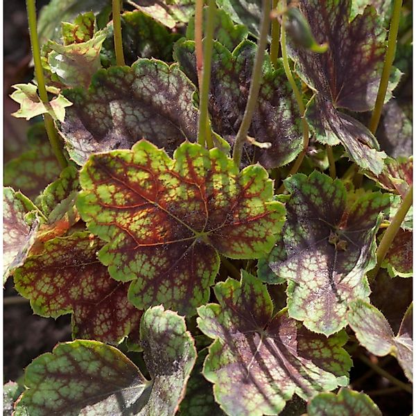 Purpurglöckchen Beauty Colour - Heuchera micrantha günstig online kaufen