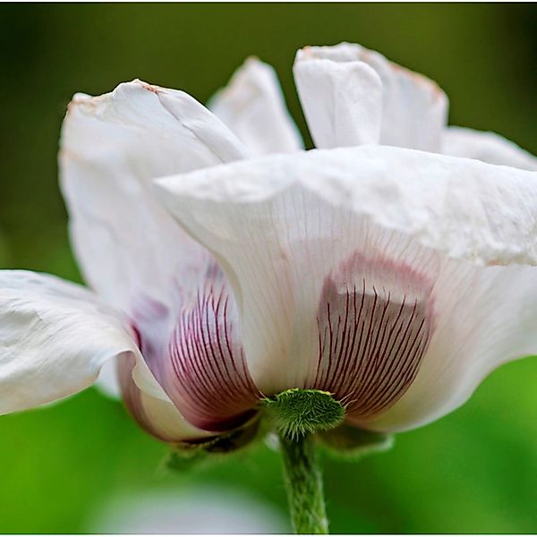 Türkischer Mohn Perry White - Papaver orientale günstig online kaufen