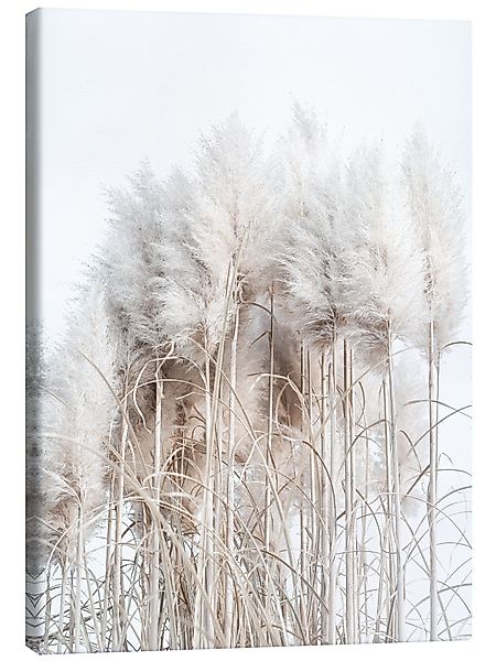 Posterlounge Wandbild Pampasgras I, Magda Izzard, günstig online kaufen