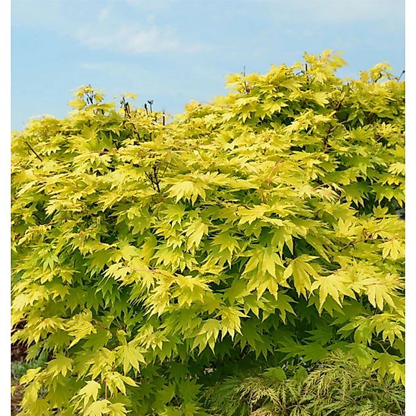 Japanischer Goldahorn Jordan 80-100cm - Acer shirasawanum Jordan günstig online kaufen