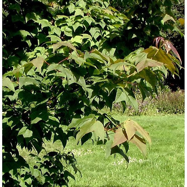 Taiwanesischer Amberbaum Ellen 125-150cm - Liquidambar formosana günstig online kaufen