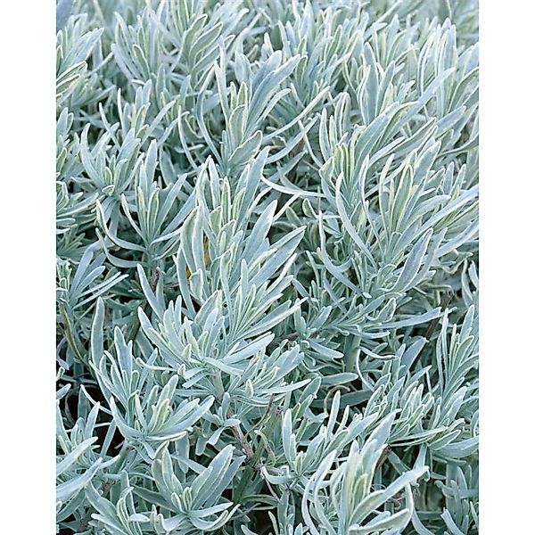 Lavandula Angustifolia Lavendel 'Silver Mist' Ca. 9x9 cm Topf günstig online kaufen