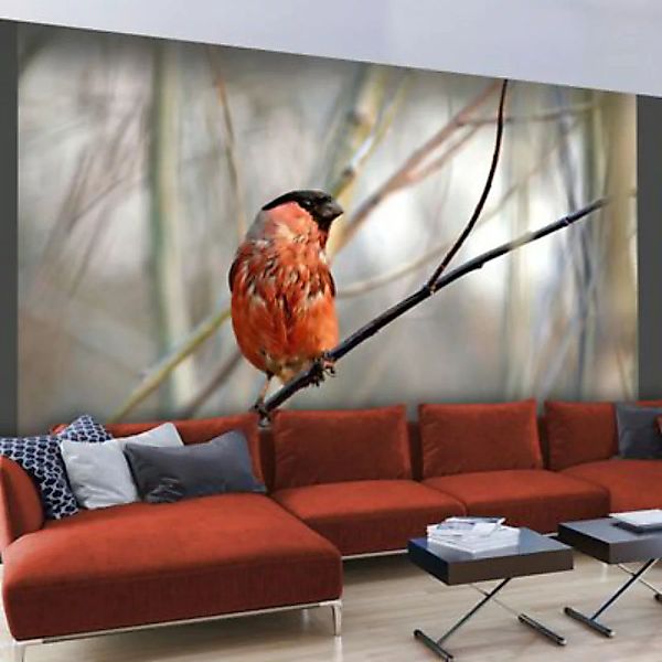 artgeist Fototapete Bullfinch in the forest mehrfarbig Gr. 200 x 154 günstig online kaufen