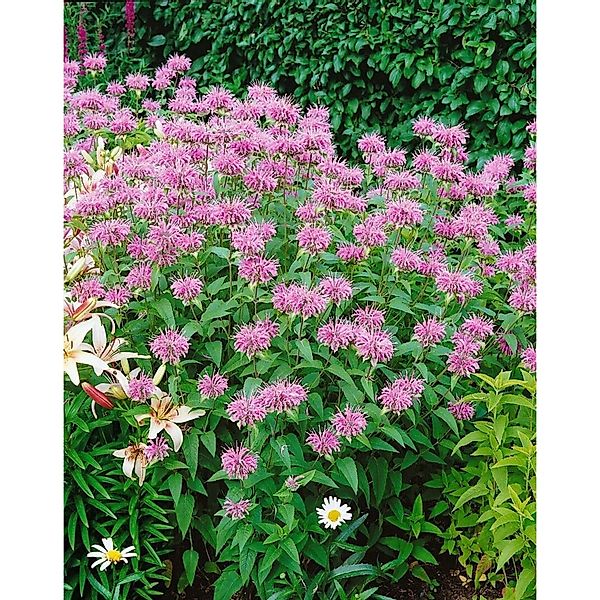Monarda Fistulosa Var.menthifolia Wilde Bergamotte Ca. 9x9 cm Topf günstig online kaufen