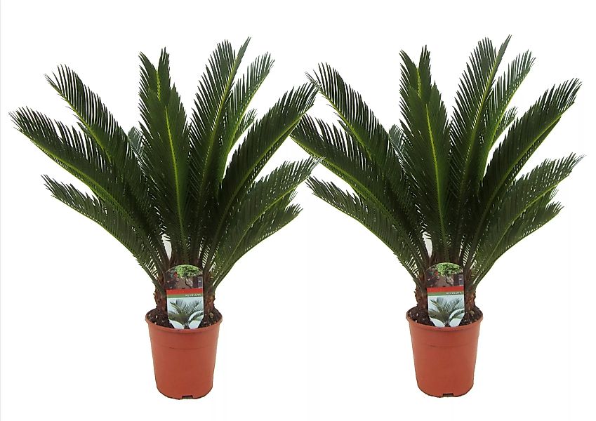 Perfect Plant | Set mit 2 Cycas King Sagopalmen günstig online kaufen