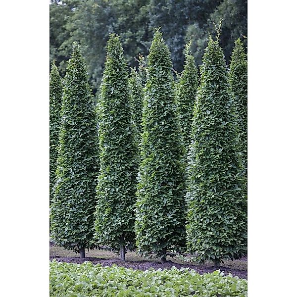 Carpinus Betulus Fastigiata Hainbuche Säulenförmig 60–80 cm günstig online kaufen
