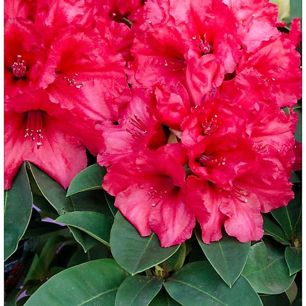 INKARHO - Großblumige Rhododendron Weinlese 30-40cm - Alpenrose günstig online kaufen