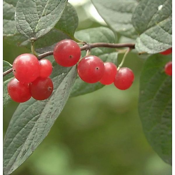 Tatarische Heckenkirsche 60-80cm - Lonicera tatarica günstig online kaufen