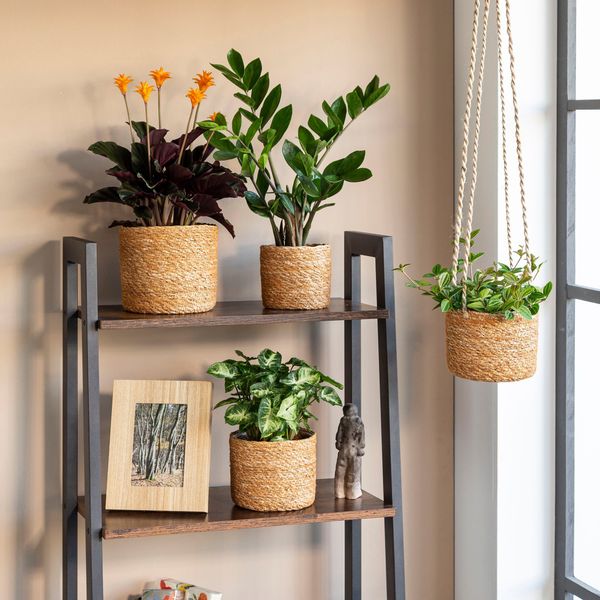 Scheurich Blumentopf nut 15/509 Hängeampel günstig online kaufen