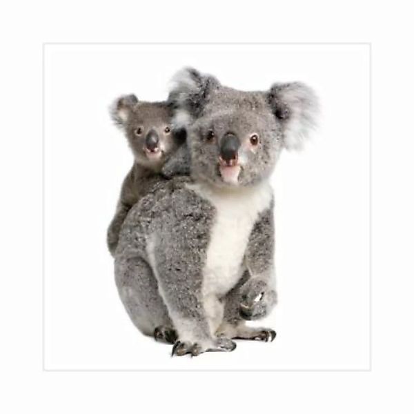 Bilderwelten Kindertapete Koalabären grau Gr. 288 x 288 günstig online kaufen