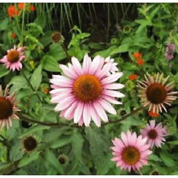 Garten Sonnenhut Leuchtstern - Echinacea purpurea günstig online kaufen