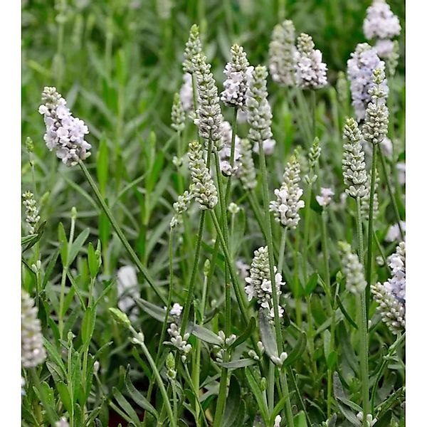 Echter Lavendel Hidcote White - Lavandula angustifolia günstig online kaufen