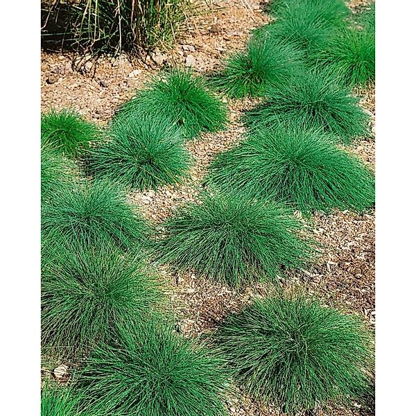 Festuca Ovina Schaf-Schwingel Ca. 9x9 cm Topf günstig online kaufen