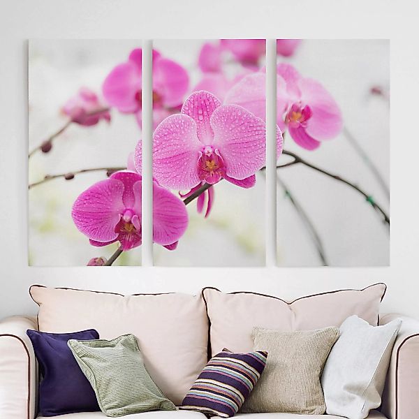 3-teiliges Leinwandbild - Querformat Nahaufnahme Orchidee günstig online kaufen