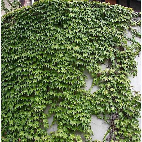 Jungfernrebe Green Sping 100-125cm - Parthenocissus tricuspidata günstig online kaufen