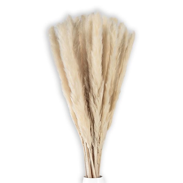 Trockenblume, Intirilife, Höhe 5 cm, Pampasgras günstig online kaufen