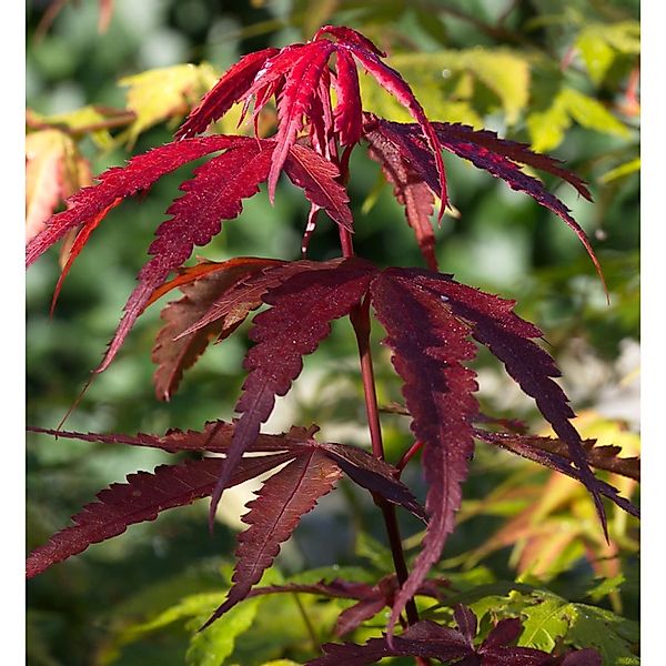 Fächerahorn Red Emperor 40-60cm - Acer palmatum günstig online kaufen