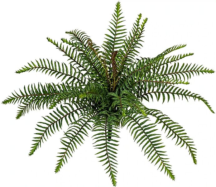 Creativ green Künstliche Zimmerpflanze "Wildfarnbusch" günstig online kaufen