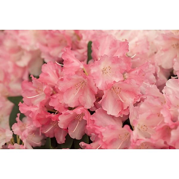Rhododendron Yak. Marlis Rhododendron Rosa Blüten 20–25 cm günstig online kaufen