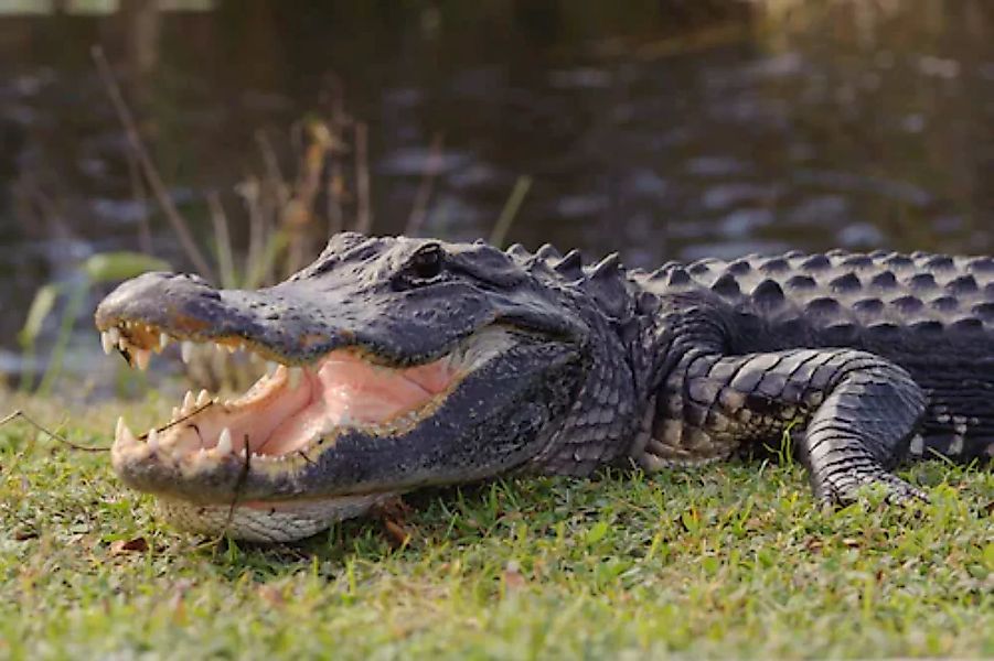 Papermoon Fototapete »Krokodil« günstig online kaufen