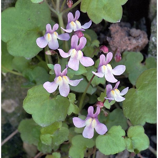 Korsisches Zimbelkraut - Cymbalaria hepaticifolia günstig online kaufen