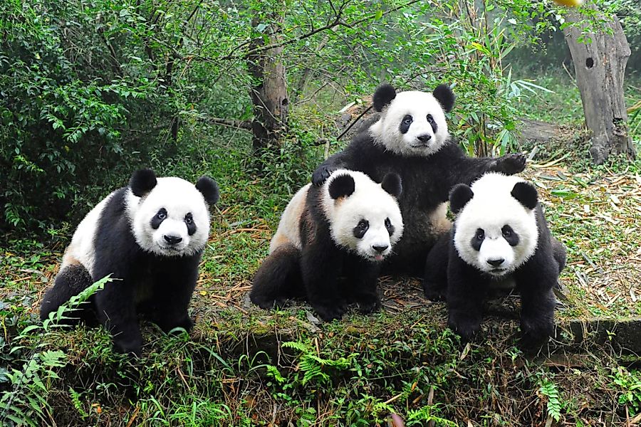 Papermoon Fototapete »Pandafamilie« günstig online kaufen