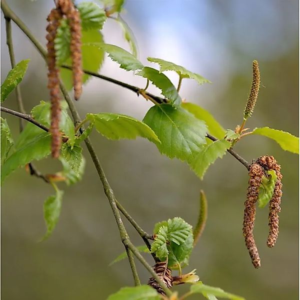 Hochstamm Birke Globus 80-100cm - Betula pendula günstig online kaufen