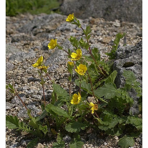 Gebirgs Nelkenwurz - Geum montanum günstig online kaufen