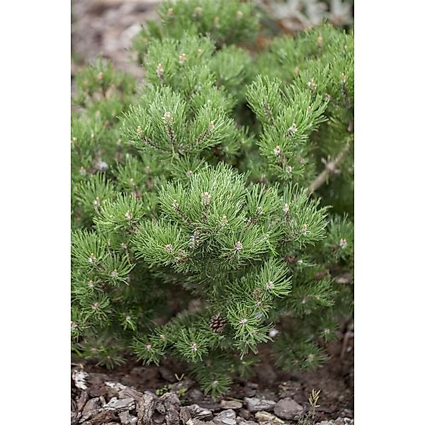 Pinus Mugo Laurin Bergkiefer Kompakt 15–20 cm günstig online kaufen
