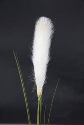 I.GE.A. Kunstpflanze "Pampas" Pampasgras, Boho, 2er Set günstig online kaufen