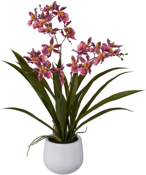Kunstorchidee Gambia, Creativ green, Höhe 50 günstig online kaufen