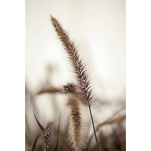 Pennisetum Setaceum Red Fox Lampenputzergras Rot 2 Liter Container günstig online kaufen