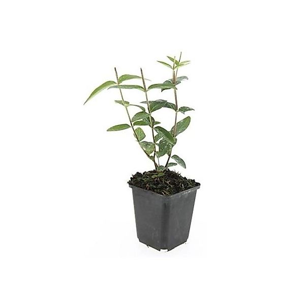 Exotenherz Bodendecker Johanniskraut Hypericum Inodorum 9cm Topf Set mit 40 günstig online kaufen