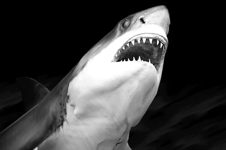 Papermoon Fototapete »Haifisch Schwarz & Weiß« günstig online kaufen