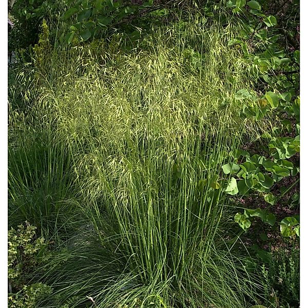 Riesenfedergras - großer Topf - Stipa gigantea günstig online kaufen