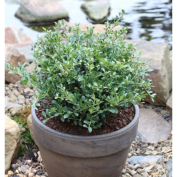 Niedriger Bergilex Stechpalme 25-30cm - ilex crenata günstig online kaufen